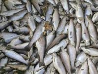 Denizli'de 10 bin civarında balık telef oldu