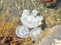 Muğla'da yeni bir denizanası türü bulundu