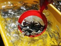 Artvin Yusufeli'ne 10 bin adet alabalık yavrusu bırakıldı