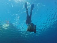 Gökova’da son dalış Çökertme Koyu'nda gerçekleşti