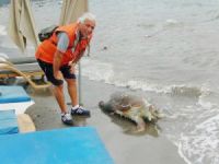 Teknenin pervanesine çarpan Caretta Caretta sahile vurdu