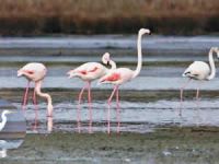 Hersek Lagünü, dünyadan takip edilebilecek