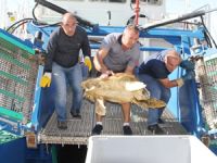 İzmir Körfezi’nde oltaya takılan Caretta kurtarıldı