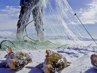 Çıldır Gölü'nde sarı sazanlar yok olma tehlikesi yaşıyor