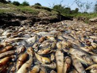 Confuso Nehri'nde balıklar telef oldu