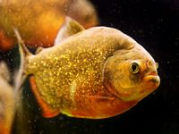 Denizaltı dünyasının mucizevi canlıları 'Kırmızı Karınlı Piranalar'