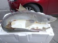 Marmara Denizi'nde yavru köpek balığı yakalandı