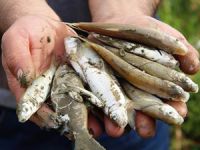 Yeşilırmak Nehri'nde balıklar telef oldu