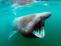 Köpek balığının iç organları Berners Körfezi sahilline vurdu