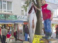 Rize'de yakalanan 391 kiloluk orkinos Ankara'da satışa sunuldu