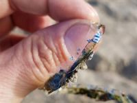 Plastik parçaya sıkışan balığı kurtararak nehre bıraktı