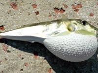 Marmaris'te balon balığı artışı tedirginlik yarattı