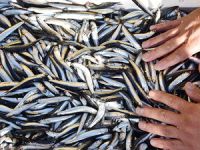 Su ürünleri ihracatı yüzde 21 arttı