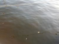 Güllük sahili kahverengiye boyandı