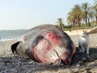 Antalya Kemer'de ölü balina yavrusu sahile vurdu