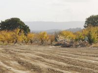 "Daha yeşil Kepez için" projesinde ağaçlandırma çalışmaları yapılıyor
