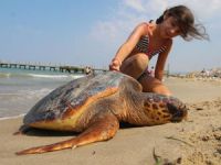 Kuşadası'nda deniz kaplumbağalarının korunması için tabela yerleştirildi