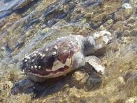 Didim’de sahile caretta caretta ölüsü vurdu