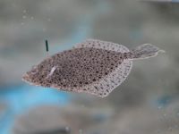 İzmit Körfezi'ne 6 bin yavru balık bırakıldı