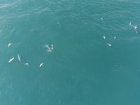 Yunuslar İstanbul Boğazı'nda avlanırken görüntülendi