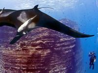 Pasifik Okyanusu'nda 'Ulusal Park' oluşturuldu