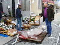 Marmara'da yarım tonluk köpek balığı yakalandı