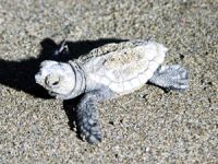227 bin caretta caretta yavrusu denizle buluştu