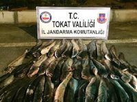 Tokat'ta 300 kilo yayın balığı ele geçirildi
