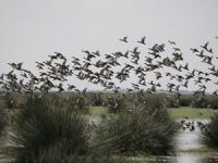 Kızılırmak Deltası Kuş Cenneti'nin UNESCO süreci devam ediyor