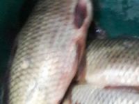 Yasaklı barajda balık tutan kişiylere para cezası verildi