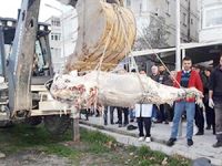 Yalova sahiline 150 kiloluk orkinos vurdu