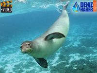 Kuşadası Milli Parkı'nda Akdeniz Foku görüntülendi