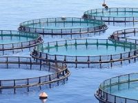 Mersin’de 4 bölgede balık çiftliği kurulacak