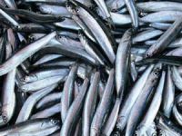 Karadeniz'de avlanan hamsi miktarı azaldı, fiyat arttı