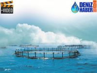 Muğla'dan 65 ülkeye balık ihraç ediliyor