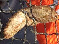 Balıkesir’de kaçak avlanan balıkçıların malzemelerine el konuldu