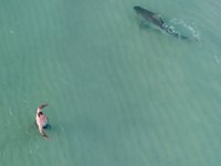 Avustralya'da köpek balıklarına karşı İHA önlemi alındı