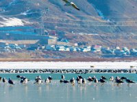 Van'da Sıhke Gölü'nün kıyı kısımları buz tuttu