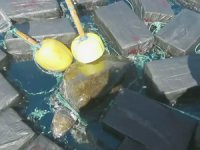 Deniz kaplumbağası 800 kilo kokain ile bulundu