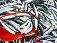 Olumsuz hava şartları balık fiyatlarında artışa yol açtı