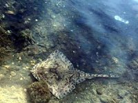 İstanbul'da deniz canlıları karaya vurdu