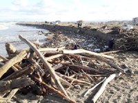 Sakarya Nehri'nin sürüklediği odunlar Karasu'ya vurdu