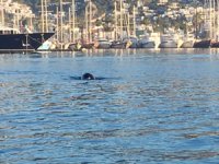 Bodrum Limanı'nda Akdeniz foku görüntülendi