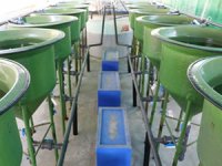 Levreklerin yemine makro ve mikroalg entegre edilecek