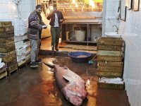 Mersin'de 4 metrelik köpek balığı yakalandı