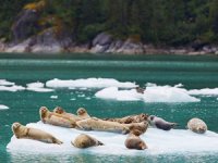 LeConte buzulu hızlı bir şekilde eriyecek