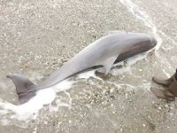 Tekirdağ'da telef olan yunus karaya vurdu