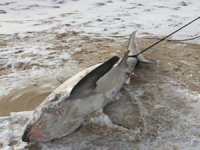 Amerika'da 4 köpek balığı donarak karaya vurdu