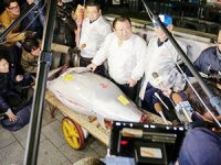 Japonya'da yılın ilk orkinosu 320 bin dolara satıldı