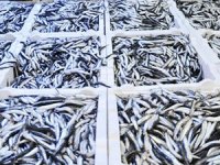 Rize'de 40 ton hamsiye el konuldu